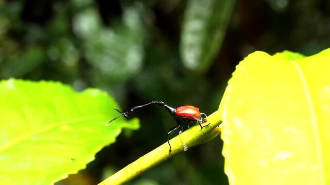 giraffe weevil male walks along leafstalk 594
