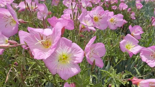 Fields of delicate pink evening primrose blooming under the warm sun in a vibrant spring garden