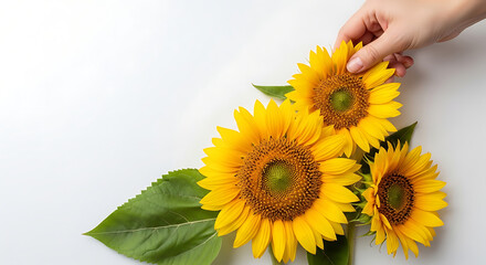 Fototapeta premium Person holding vibrant sunflowers on white background 