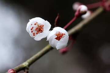 White cherry blossom buds close up. Delicate sakura flowers on a branch with red buds. Early spring-blooming tree. Japanese cherry macro. Soft bokeh background. © Venera
