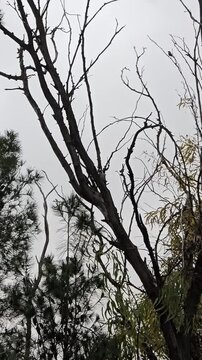 The woodpecker is trying to peck at a tree branch. 