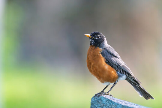 American Robin Tutdus migratorius 