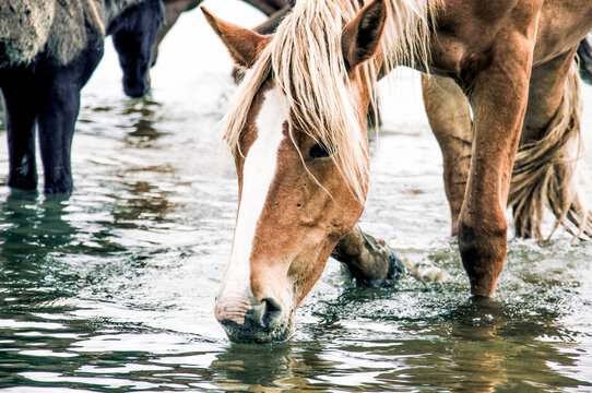 Herd of horses grazes freely outside, horse drinks water from river