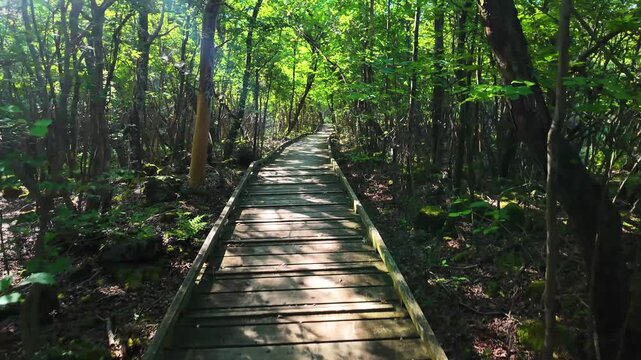 夏のタデ原湿原