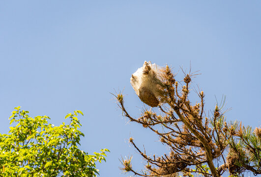 Processionary caterpillar nest showing tree infestation in natural habitat