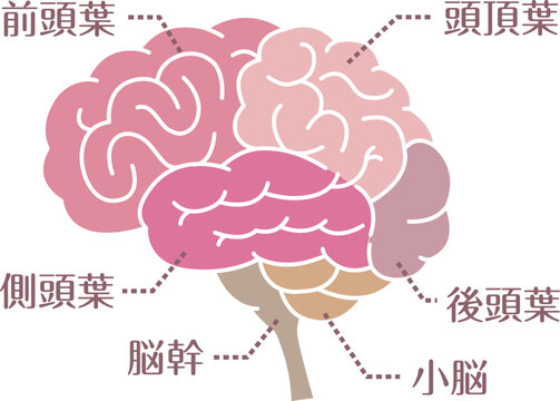 Labeled brain anatomy diagram flat style