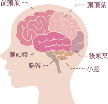 Brain anatomy labeled side view flat illustration
