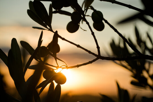 Olive branches silhouetted against a golden sunset backlight