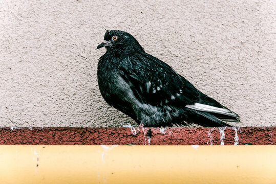 Wild gray pigeon sit on yellow gas pipe near residential building birdwatching