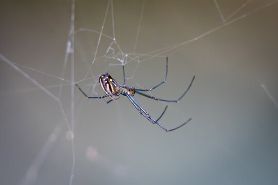Spider on Web: A close-up captures a delicate spider suspended in its intricate web, showcasing the intricate craftsmanship of nature.