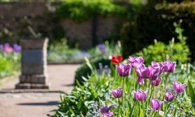 Obraz premium Colourful tulips amidst other spring flowers at Eastcote House Gardens, historic walled garden maintained by a community of volunteers in the London Borough of Hillingdon. 