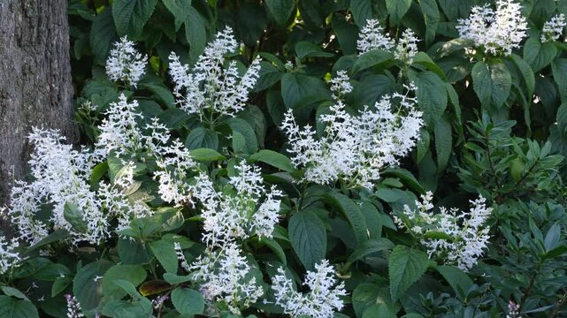 White Astilbe flowers in full bloom in shaded garden, Ornamental Perennial Plant.&nbsp;Elegant soft texture and lush summer display. A quiet moment, stillness, refreshing atmopshere and ambiance.&nbsp;