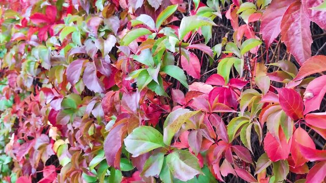Vibrant Autumn Foliage Featuring Red, Purple, and Green Ivy Leaves - Parthenocissus Creeper Plant Texture on a Wall - Seasonal Nature Background and Botanical Texture Concept for Autumnal Themes