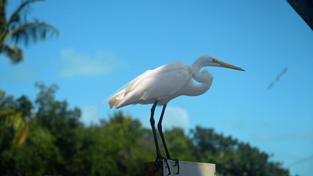 Great egret perched against blue sky in Florida. White great egret standing on post with blue sky and green tropical foliage background, side profile daylight.
