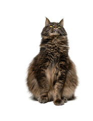 Fototapeta premium Gray Maine Coon Cat on White Studio Background