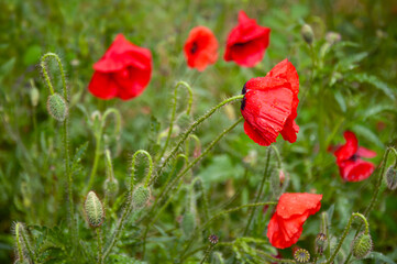 Fototapeta premium Red poppy flowers with fresh raindrops and green buds