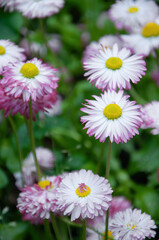 Vibrant pink and white bellis perennis macro photography. © Tetiana
