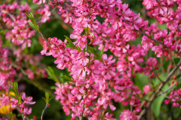Obraz premium Blooming Dwarf Russian Almond bush with vibrant pink flowers in spring garden