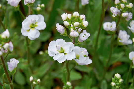 White arabis flowers blooming in spring garden rockcress plants