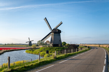Fototapeta premium Traditional windmills standing along a canal and road next to vibrant tulip fields in the dutch countryside