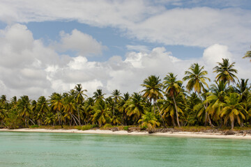 Obraz premium Palm tree lined tropical island coast with clear water and cloudy sky.
