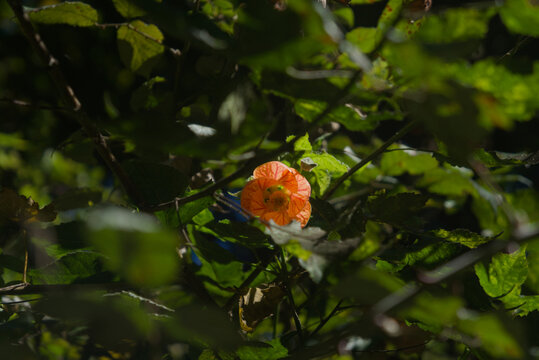 Orange Abutilon Pictum flower blooming in a dark forest