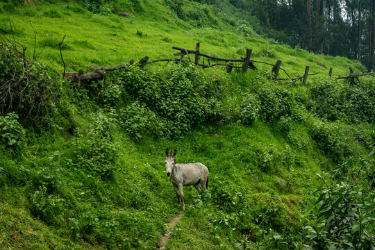 Donkey standing on narrow path in lush green mountain hillside with rustic wooden fence