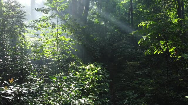 Walk through dense forests as the sun peeks through the trees in summer. The rays illuminate the green forest. Cifor, IPB University Bogor research forest, Indonesia.