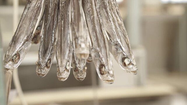 Salted anchovies on drying rack. Closeup of shimmering dried anchovies hanging. Market scene showing artisanal drying process of shiny salted anchovies with textured scales