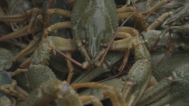 Live crayfish tightly packed with muted green brown shells and claws. Fresh crustaceans with intertwined claws and mottled shells in bustling seafood market scene
