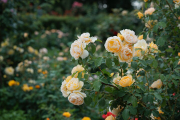 Fototapeta premium Bush of delicate peach pink roses in full bloom growing in summer garden. Romantic floral background with natural light, decorative flowers and green foliage. Spring nature, gardening, plant breeding.