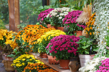 Fototapeta premium Rows of yellow, orange, pink, and white chrysanthemums blooming on wooden greenhouse shelves surrounded by lush green leaves during autumn season. Gardeing hobby, plant breeding, decorative garden