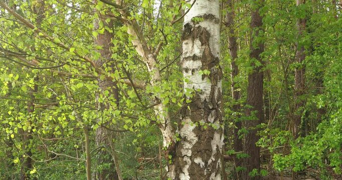 Birch Tree Swaying in the Breeze in Arkonski Forest Szczecin Poland - Real footage of a birch tree with fresh spring leaves and thin twigs gently shaking in the breeze in Arkonski Forest, Szczecin PL