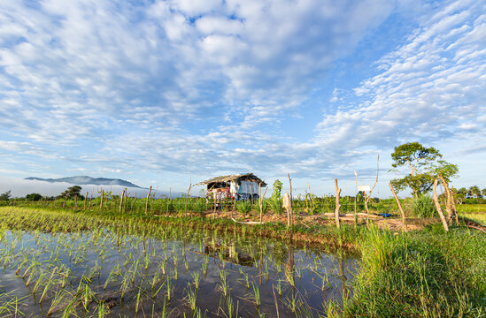 Rice field landscape with traditional wooden hut and beautiful cloudy sky for rural agriculture and travel background design