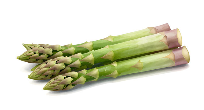 fresh green asparagus, asparagus spears isolated, organic vegetable produce, healthy farm vegetable, natural food ingredient, green asparagus stalks, vegan cooking ingredient, fresh market produce, wh