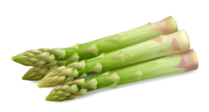 fresh green asparagus, asparagus spears isolated, organic vegetable produce, healthy farm vegetable, natural food ingredient, green asparagus stalks, vegan cooking ingredient, fresh market produce, wh