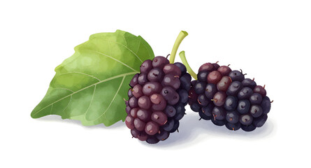 black mulberries illustration, mulberry fruit cluster, berries with green leaves, fresh mulberry branch, juicy berry artwork, organic fruit illustration, healthy berry clipart, mulberry isolated on wh © mrpixel