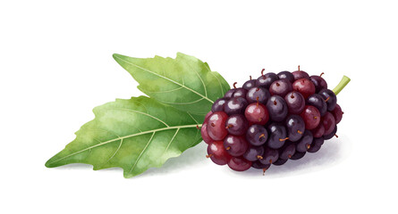 black mulberries illustration, mulberry fruit cluster, berries with green leaves, fresh mulberry branch, juicy berry artwork, organic fruit illustration, healthy berry clipart, mulberry isolated on wh © mrpixel
