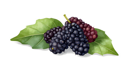 black mulberries illustration, mulberry fruit cluster, berries with green leaves, fresh mulberry branch, juicy berry artwork, organic fruit illustration, healthy berry clipart, mulberry isolated on wh © mrpixel