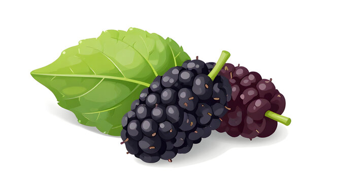 mulberries, black, fruit, berries, cluster, leaves, green, fresh, juicy, sweet, food, organic, natural, plant, branch, isolated, simple