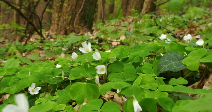 White Wood Sorrel Flowers in Forest With Faint Sunlight - White wood sorrel flowers and green leaves sway gently in the wind on a forest floor with faint sunlight filtering through the woodland trees.
