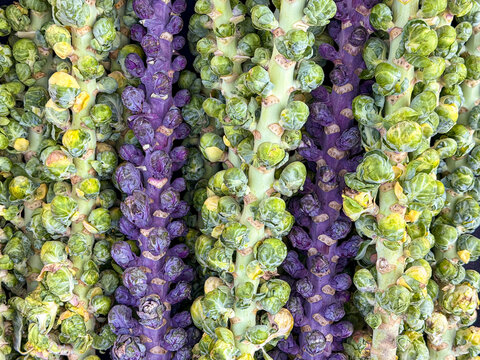 green and purple brussel sprouts