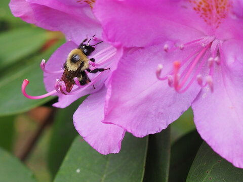 pollinating bee on rhododendron flower