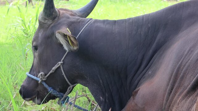 A close-up panning movement showing a dark brown bull with horns lying down in a lush green meadow, secured with a blue tether rope.
