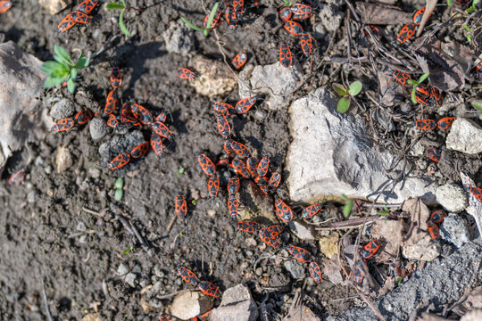 Firebugs traverse earth. Orange firebugs crawl across terrain. Firebugs with vibrant colors moving on soil. Bright orange and black firebugs navigating rocky landscape