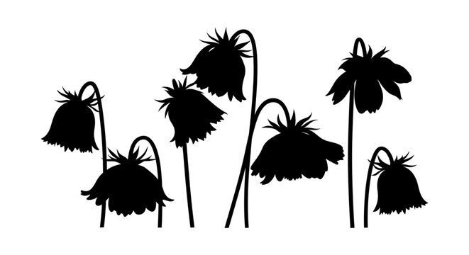 Silhouette of drooping bell-shaped flowers against a white background