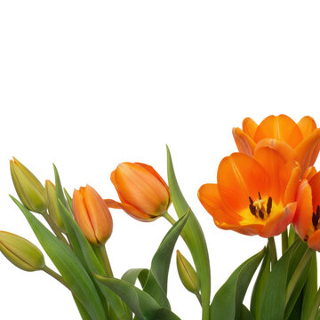 Vibrant orange tulips in varying stages of growth with green lanceolate leaves arranged horizontally on a transparent background, spring botanical atmosphere