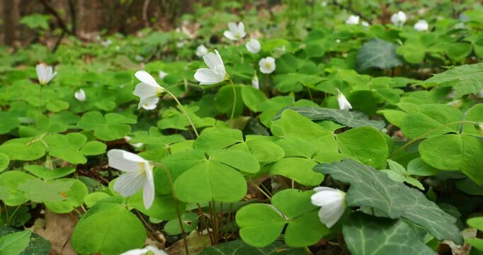 Oxalis Flowers on Forest Floor with Slow Zoom In During Spring - Delicate oxalis flowers growing on a green forest floor while the camera slowly zooms in during springtime.