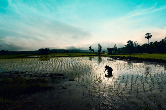 Silhouette of a Thai farmer planting rice in a paddy field at dawn for rural agriculture and traditional lifestyle background