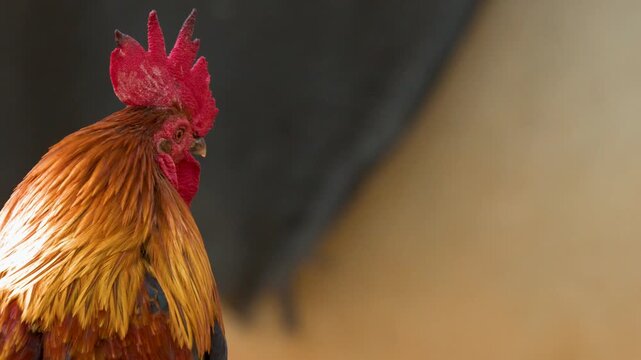 Close up vibrant rooster displaying colorful feathers and red comb as it looks around and preens.